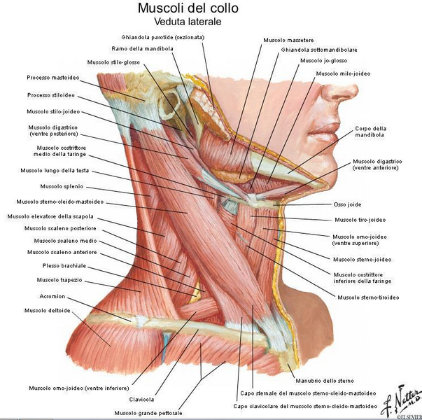Ciclismo e cervicalgia - i muscoli del collo